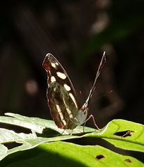 Catonephele nyctimus