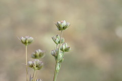 Bupleurum affine
