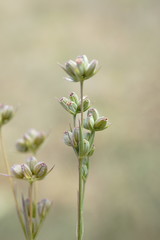 Bupleurum affine