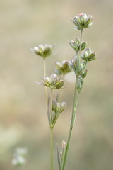 Bupleurum affine
