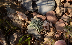 Eriospermum titanopsoides