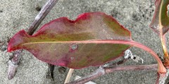 Rumex crassus