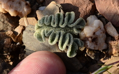 Eriospermum titanopsoides