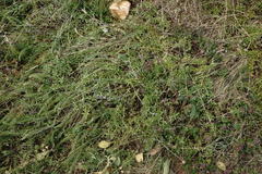 Thymus dzevanovskyi