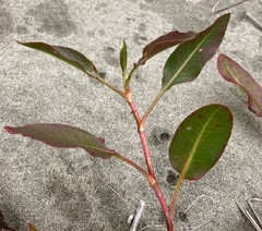 Rumex crassus