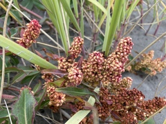 Rumex crassus