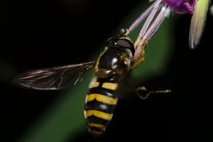 Megasyrphus erraticus