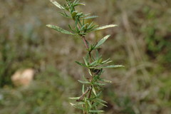 Thymus dzevanovskyi