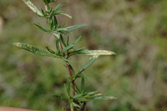 Thymus dzevanovskyi