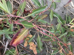 Rumex crassus