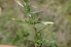 Thymus dzevanovskyi