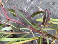 Rumex crassus