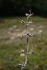 Thymus dzevanovskyi