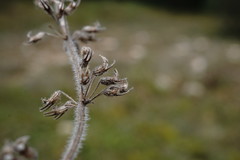 Thymus dzevanovskyi
