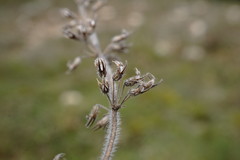 Thymus dzevanovskyi