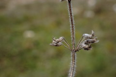 Thymus dzevanovskyi