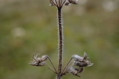 Thymus dzevanovskyi