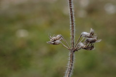 Thymus dzevanovskyi