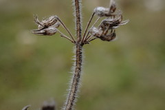 Thymus dzevanovskyi