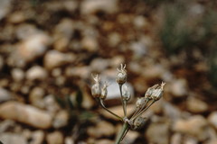 Allium moschatum