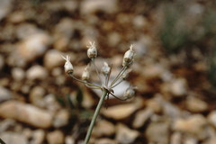 Allium moschatum