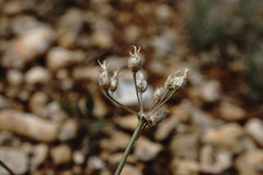 Allium moschatum