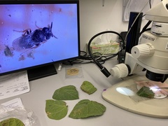 Trissolcus japonicus