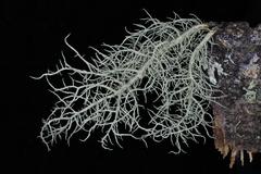 Usnea glabrescens