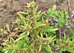 Rumex persicarioides