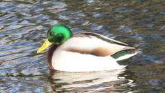 Anas platyrhynchos