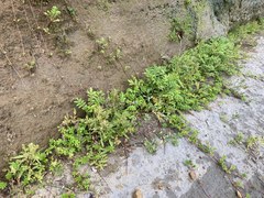 Rumex persicarioides