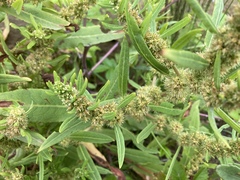 Rumex persicarioides