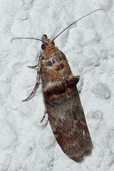 Trachonitis cristella