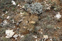 Prangos trifida