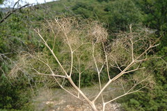 Prangos trifida