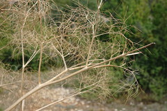 Prangos trifida