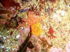 Pseudactinia flagellifera