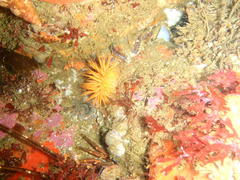 Pseudactinia flagellifera