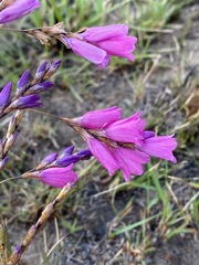 Dierama pictum