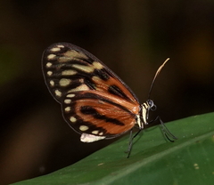 Ceratinia iolaia