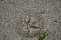 Aequorea victoria