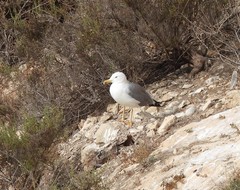 Larus michahellis