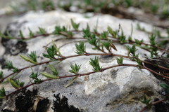 Thymus callieri