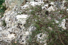 Thymus callieri