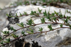 Thymus callieri