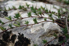 Thymus callieri
