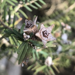 Melaleuca cuticularis