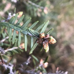 Melaleuca cuticularis