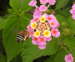 Amegilla quadrifasciata