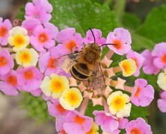 Amegilla quadrifasciata